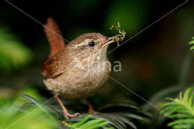 Winterkoning (Troglodytes troglodytes)