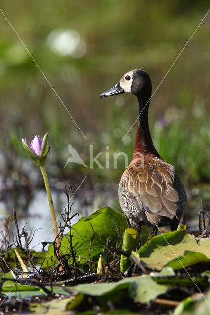 White-faced whistling duck (Dendrocygna viduata)