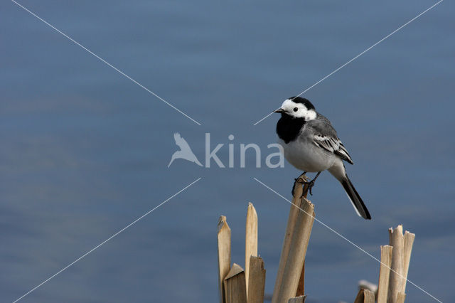 White Wagtail (Motacilla alba)