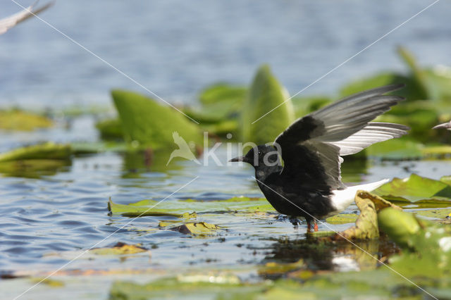 Witvleugelstern (Chlidonias leucopterus)