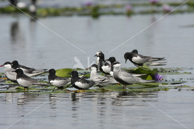 Witvleugelstern (Chlidonias leucopterus)