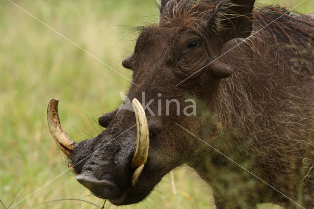 desert warthog (Phacochoerus aethiopicus)