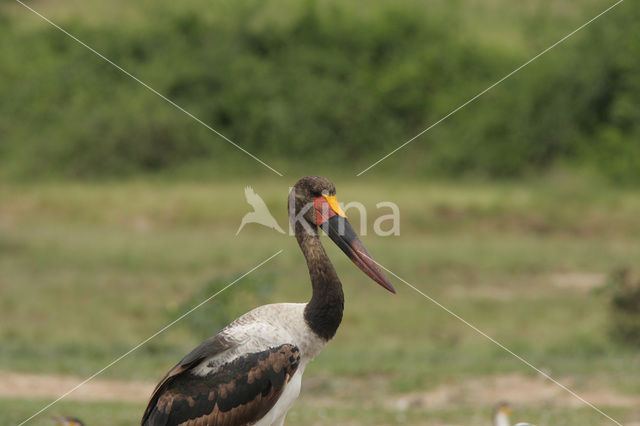 Saddle-billed stork (Ephippiorhynchus senegalensis)