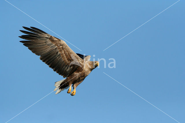 Zeearend (Haliaeetus albicilla)