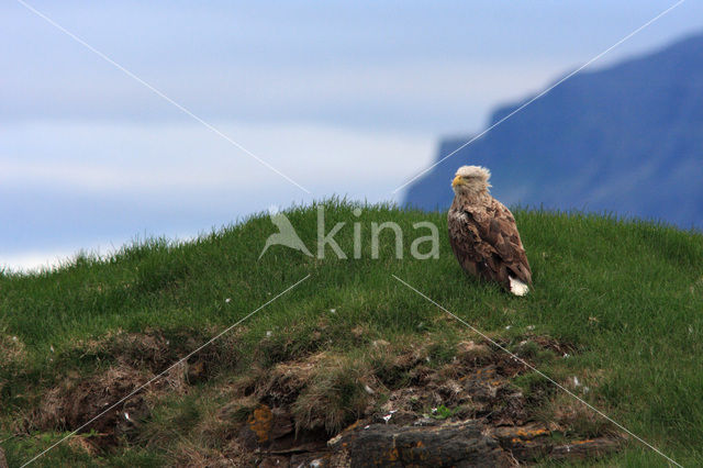 White-tailed Sea Eagle (Haliaeetus albicilla)