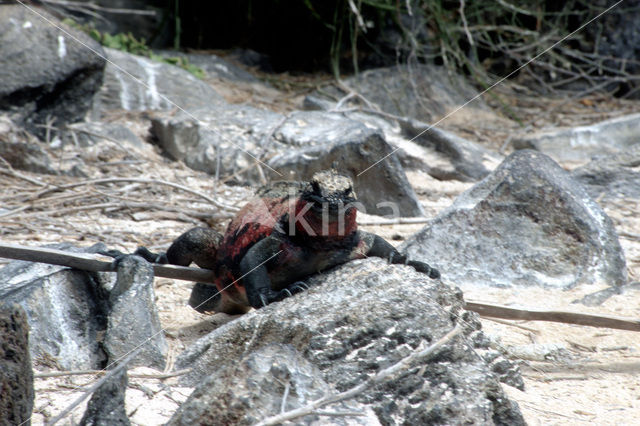 Marine Iguana (Amblyrhynchus cristatus)