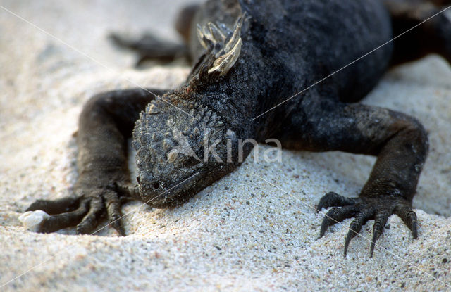 Marine Iguana (Amblyrhynchus cristatus)