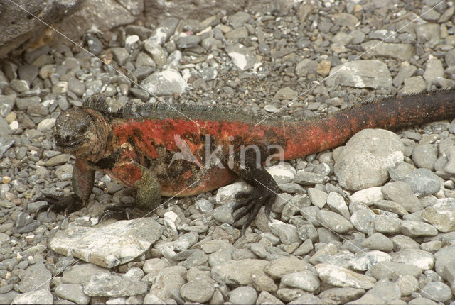 Marine Iguana (Amblyrhynchus cristatus)