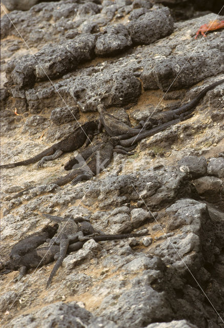 Marine Iguana (Amblyrhynchus cristatus)