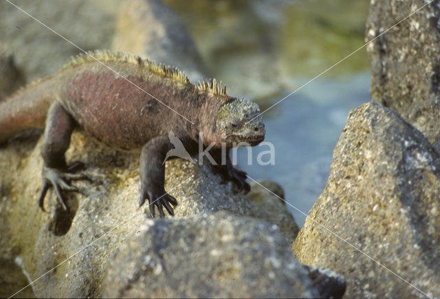 Marine Iguana (Amblyrhynchus cristatus)