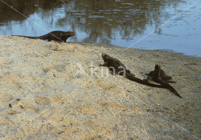 Marine Iguana (Amblyrhynchus cristatus)