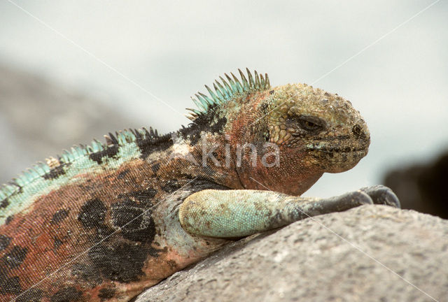 Marine Iguana (Amblyrhynchus cristatus)