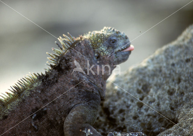 Marine Iguana (Amblyrhynchus cristatus)