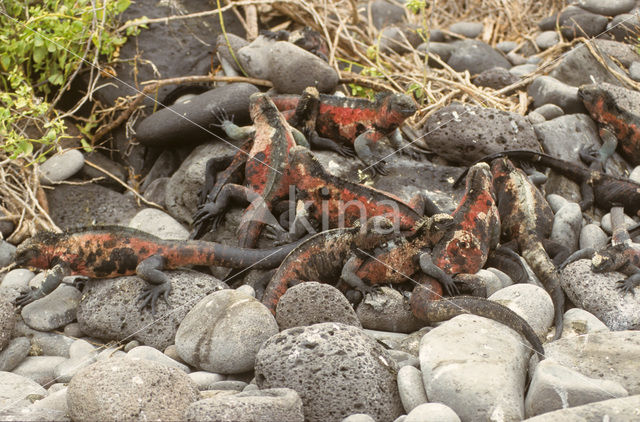 Marine Iguana (Amblyrhynchus cristatus)