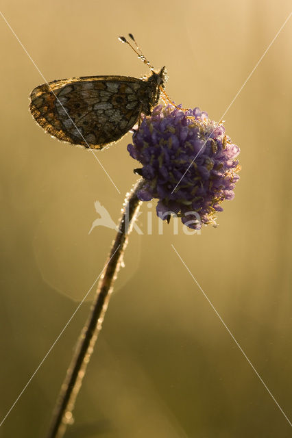 Small Pearl-Bordered Fritillary (Boloria selene)