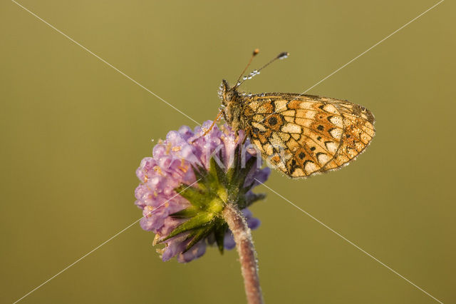 Small Pearl-Bordered Fritillary (Boloria selene)