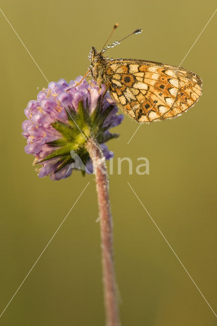 Zilveren maan (Boloria selene)