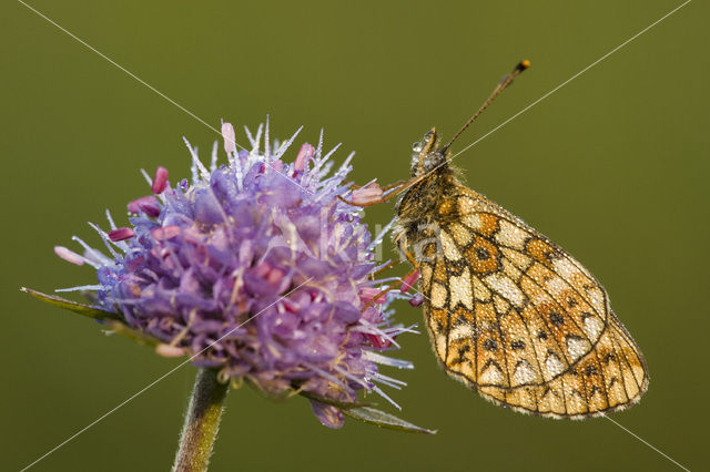 Small Pearl-Bordered Fritillary (Boloria selene)