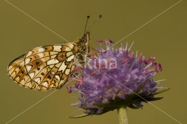 Zilveren maan (Boloria selene)