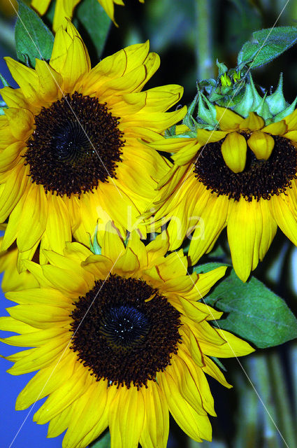 Zonnebloem (Helianthus annuus)