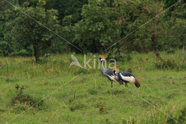 Grey Crowned-Crane (Balearica regulorum)