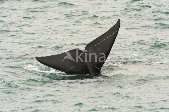 Southern right whale (Eubalaena australis)