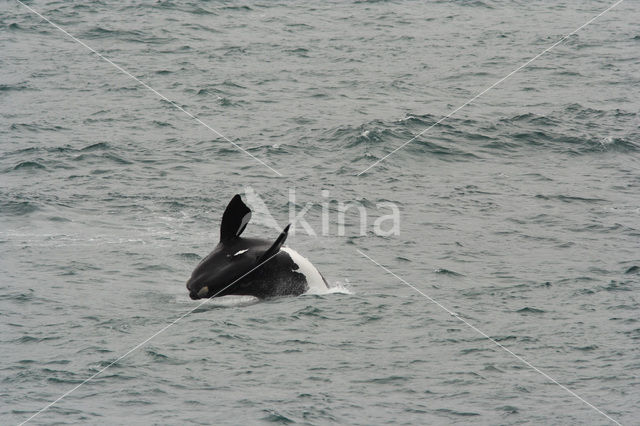 Southern right whale (Eubalaena australis)