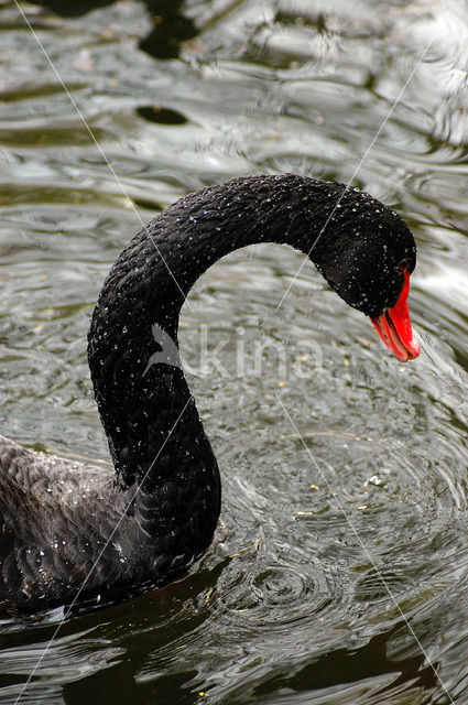 Zwarte Zwaan (Cygnus atratus)