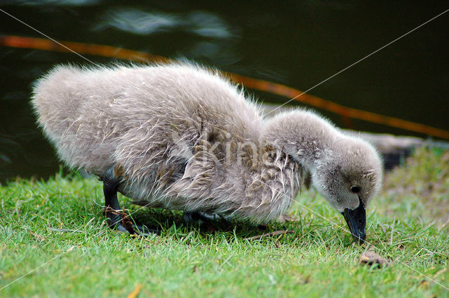 Black swan (Cygnus atratus)