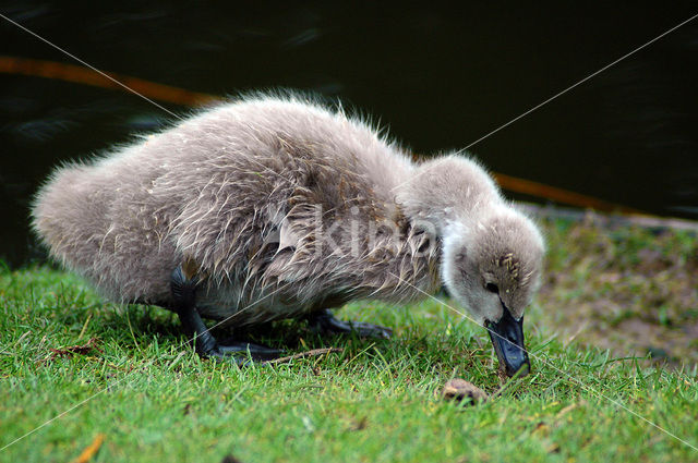 Black swan (Cygnus atratus)