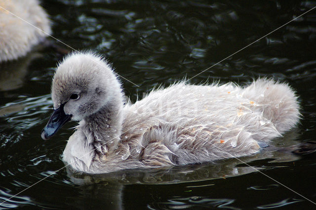 Black swan (Cygnus atratus)