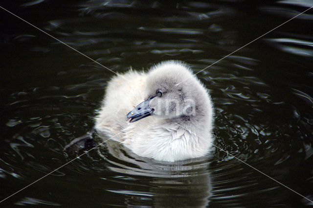 Black swan (Cygnus atratus)