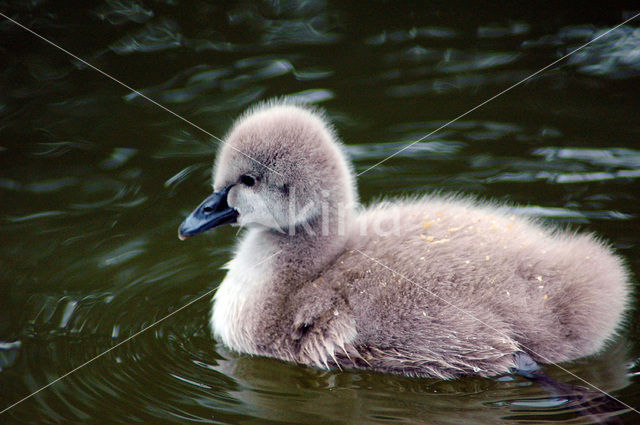 Black swan (Cygnus atratus)