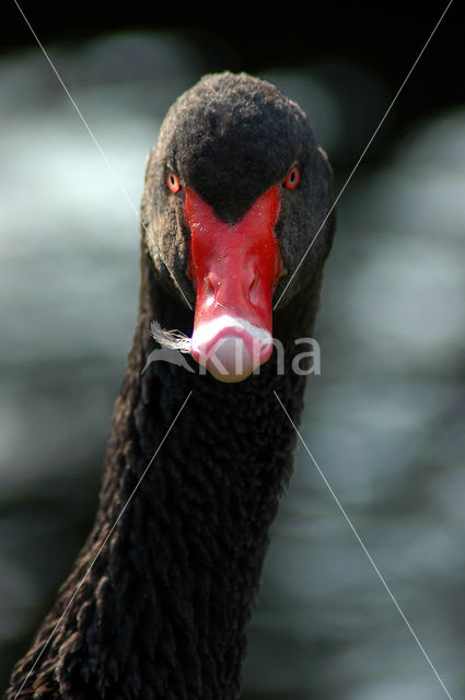 Black swan (Cygnus atratus)
