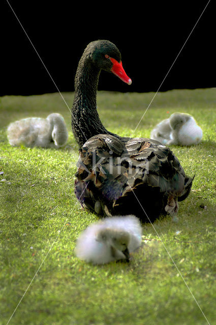 Black swan (Cygnus atratus)