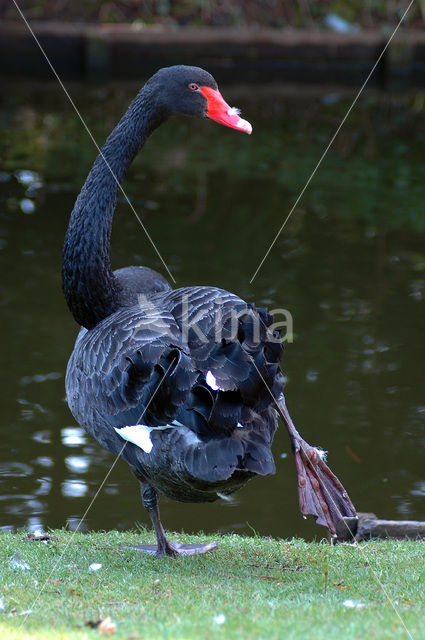 Black swan (Cygnus atratus)