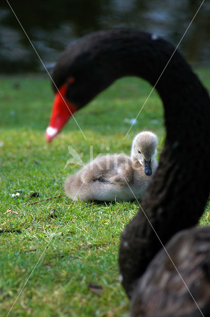 Black swan (Cygnus atratus)