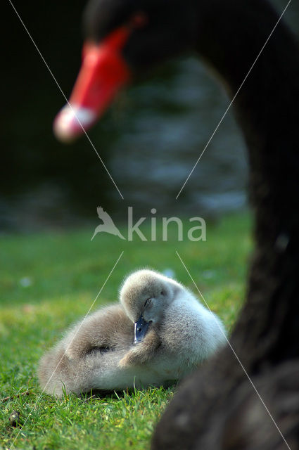 Black swan (Cygnus atratus)