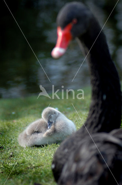 Black swan (Cygnus atratus)