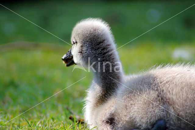 Black swan (Cygnus atratus)