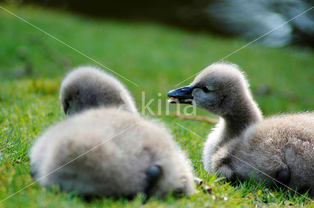 Black swan (Cygnus atratus)