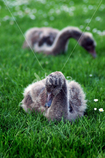 Black swan (Cygnus atratus)