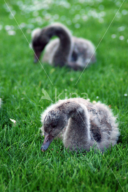 Black swan (Cygnus atratus)