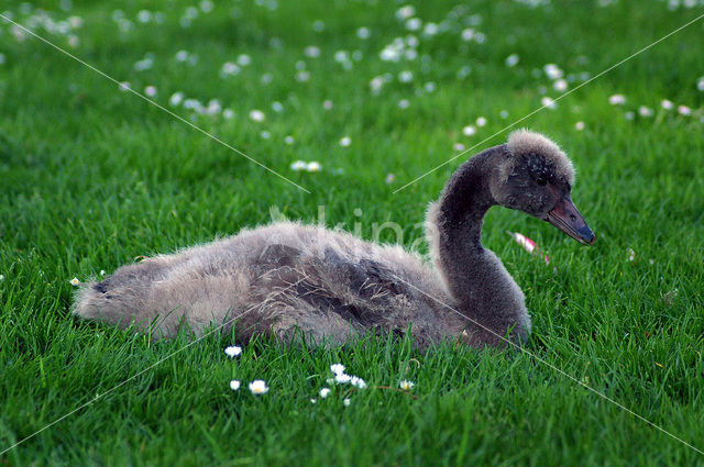 Black swan (Cygnus atratus)