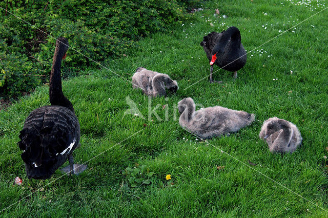 Black swan (Cygnus atratus)