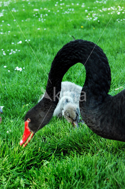 Black swan (Cygnus atratus)
