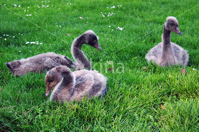 Black swan (Cygnus atratus)