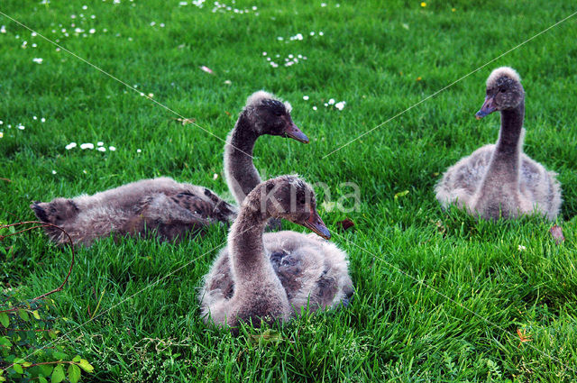 Black swan (Cygnus atratus)