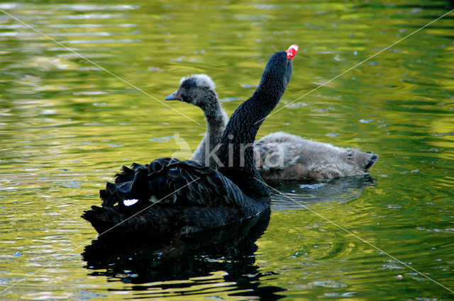 Black swan (Cygnus atratus)