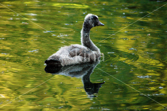 Black swan (Cygnus atratus)